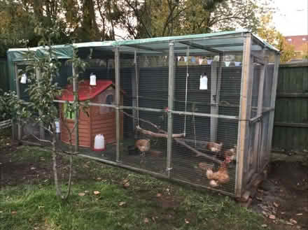 Photo of free Chicken run bundle (Liverpool L16) #1