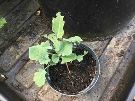 Photo of free Arum lily & broccoli seedlings (Hanworth) #2