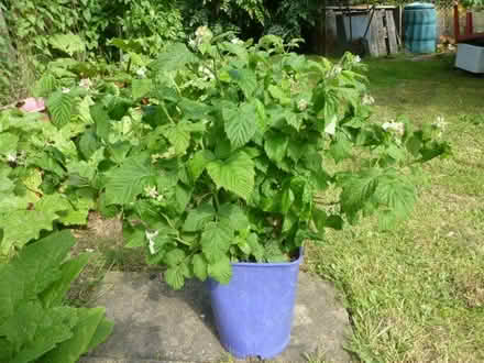 Photo of free Raspberry plant (North Tonbridge.) #1