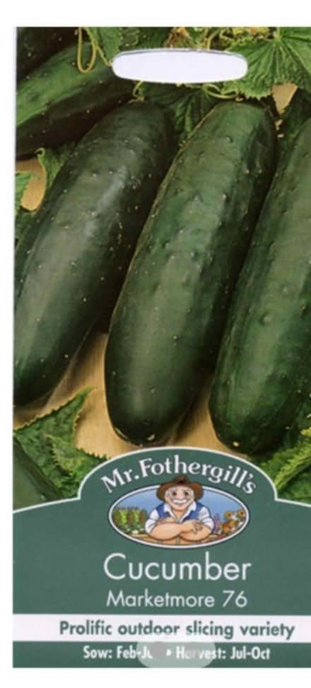 Photo of free 4 x cucumber (marketmore) plants (Cheddington, LU7) #2