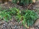 Photo of free Agapanthus plants- Weston Creek #1