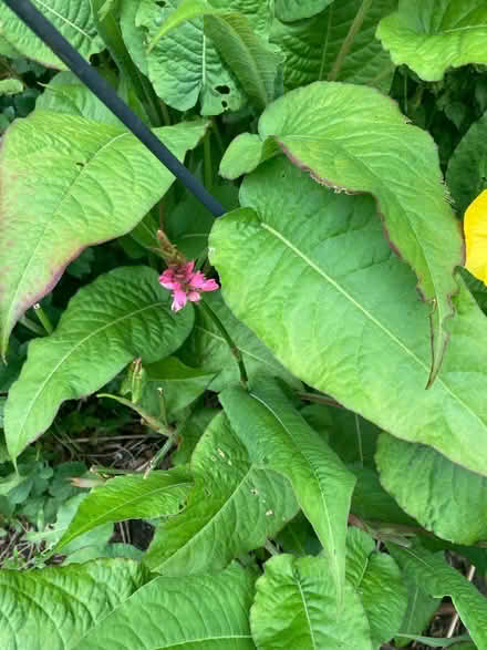 Photo of free Red bistort (Trinity, North Edinburgh EH5) #2