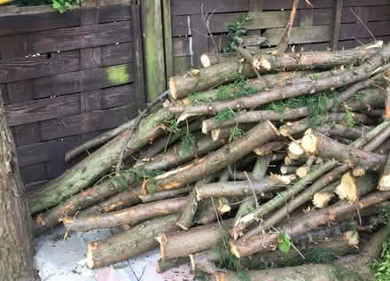 Photo of free Logs (Littleover - DE23) #2