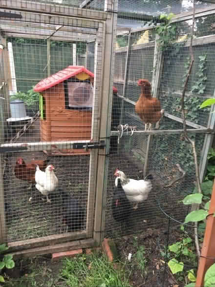 Photo of free Chicken run bundle (Liverpool L16) #3