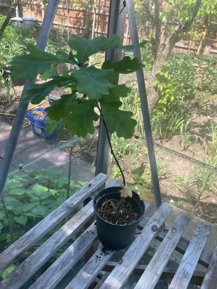 Photo of free Oak tree (Maidenhead SL6 8 R.N.) #1