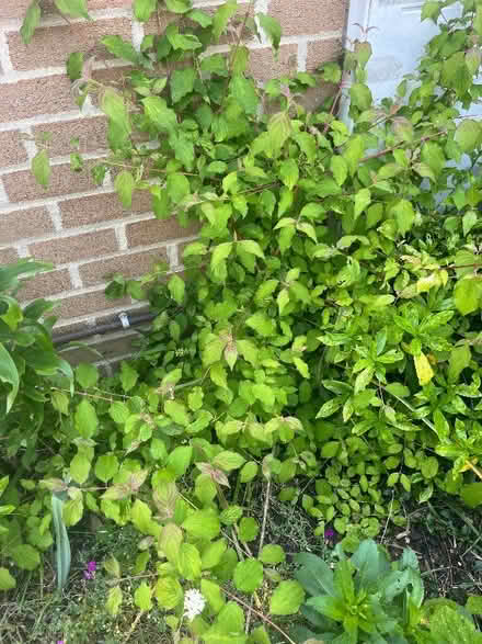 Photo of free Window birdfeeder and various plants (New Marston OX3) #1