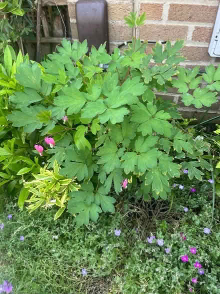 Photo of free Window birdfeeder and various plants (New Marston OX3) #2