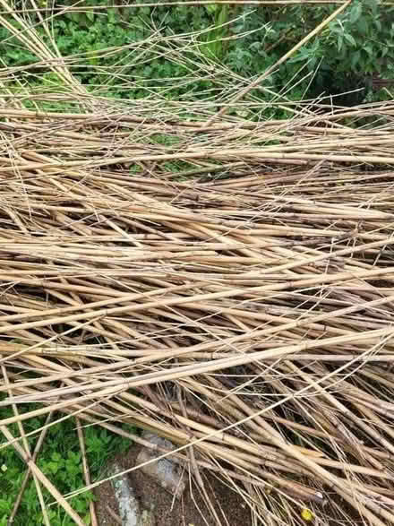 Photo of free bamboo cane bundles (Everton SO41) #2