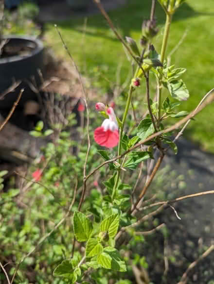 Photo of free Evergreen shrub (High Green S35) #2