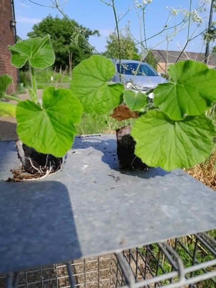 Photo of free Pumpkin plant (Stilton) #1