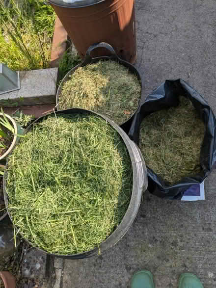 Photo of free Freshly cut grass (GL4) #1
