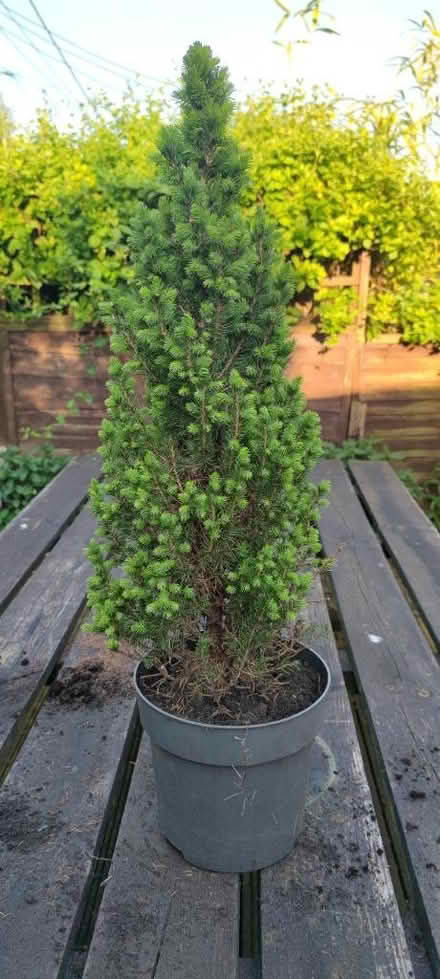 Photo of free conifer/evergreen tree (tilshead) #2