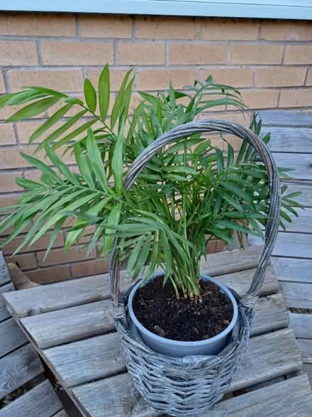 Photo of free House plant (Morley DE21) #1