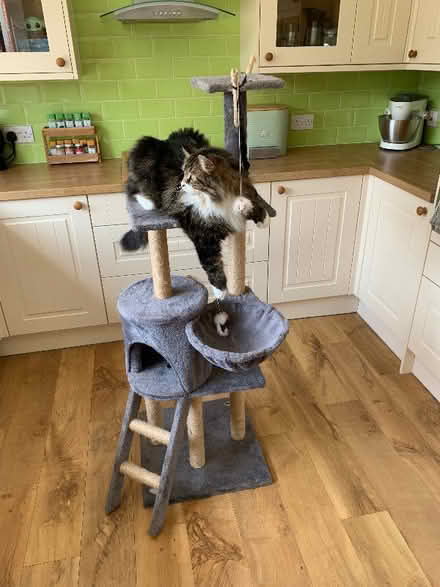 Photo of free Cat tree (Lamborough Hill OX13) #1