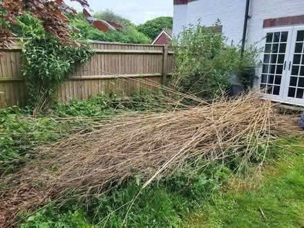 Photo of free bamboo cane bundles (Everton SO41) #3