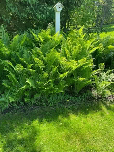 Photo of free ferns - you dig (Canton South) #1