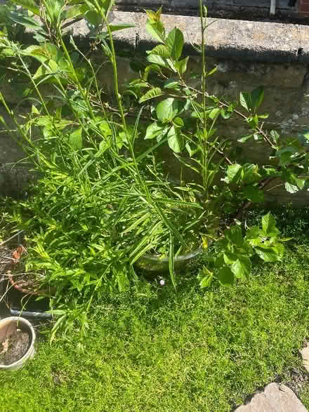 Photo of free Window birdfeeder and various plants (New Marston OX3) #3