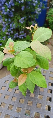 Photo of free Cobnut/Hazelnut Sapling (CT15) #1