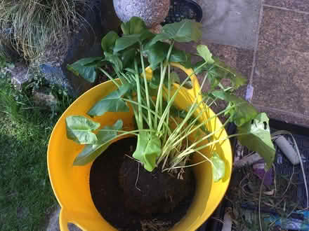 Photo of free Arum lily & broccoli seedlings (Hanworth) #1
