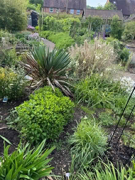 Photo of free Garden cactus plant (Colwall stone) #1
