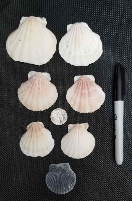 Photo of free decorative shells (Barron Park) #1