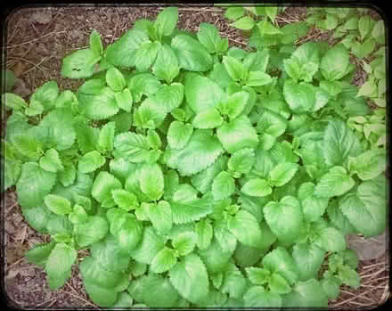 Photo of free Lemon Balm (Alfreton DE55) #1