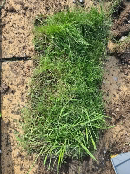 Photo of free Turf (Newport GL13) #1