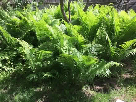Photo of free Healthy ferns (Little Italy, Ottawa) #1