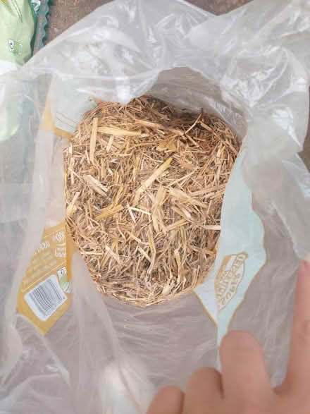 Photo of free Straw large pale (Morden SM4) #2