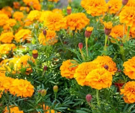 Photo of Marigold Flowers (Ottawa) #1