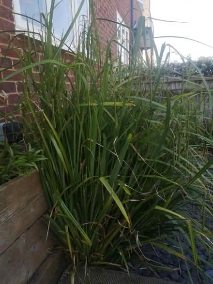 Photo of free 3 pots of (probably) Pendulous sedge (Henley-on-Thames RG9) #2