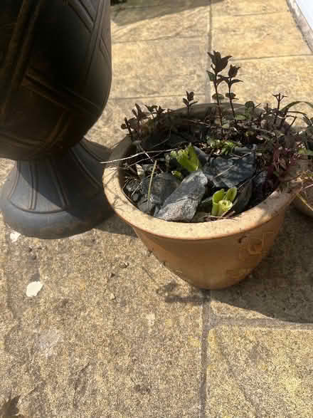 Photo of free Rose, lavender, and mint in pots (New Marston OX3) #2