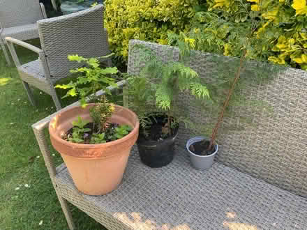 Photo of free Self seeded trees (Great Notley CM77) #1