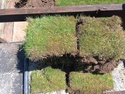 Photo of free Turfs (Seaford. East Sussex BN25) #1