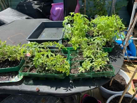 Photo of free Tomato Plants (South Bretton Peterborough) #1