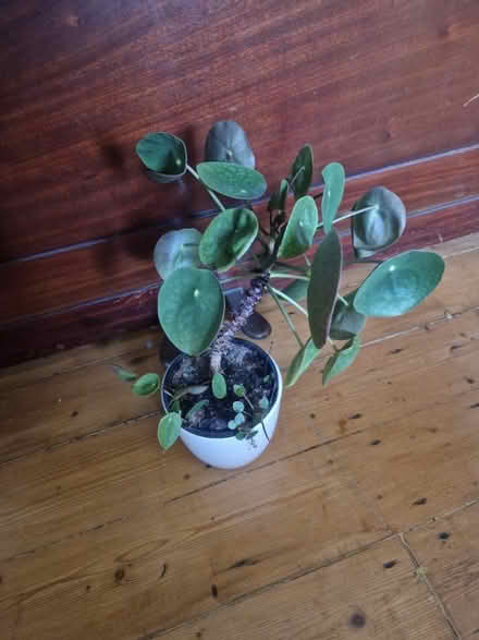 Photo of free Ufo plant with 2 pups (PR25 Leyland) #1