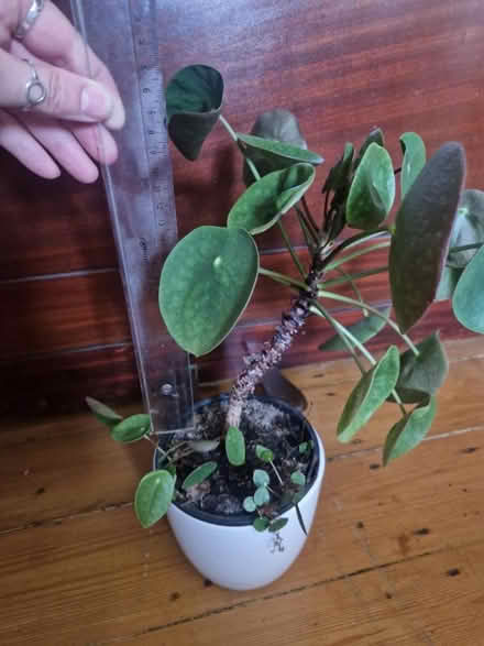 Photo of free Ufo plant with 2 pups (PR25 Leyland) #2