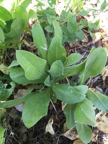 Photo of free calendula plants (Homestead Area Walnut Creek) #1
