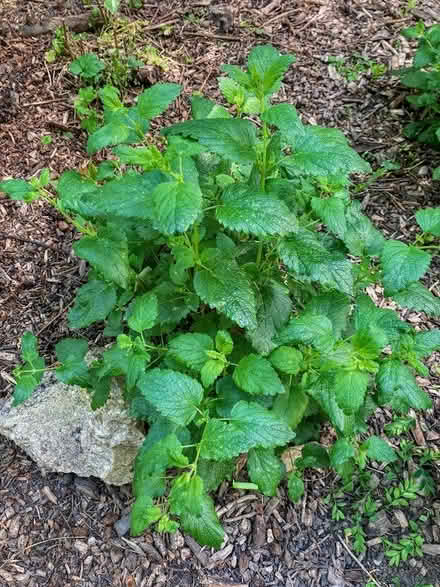 Photo of free Lemon Balm (Alfreton DE55) #2