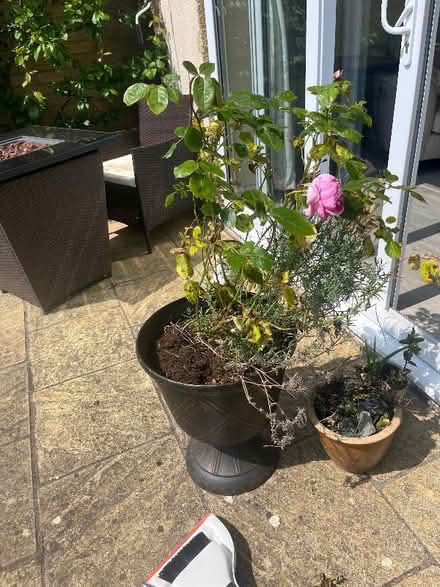 Photo of free Rose, lavender, and mint in pots (New Marston OX3) #1