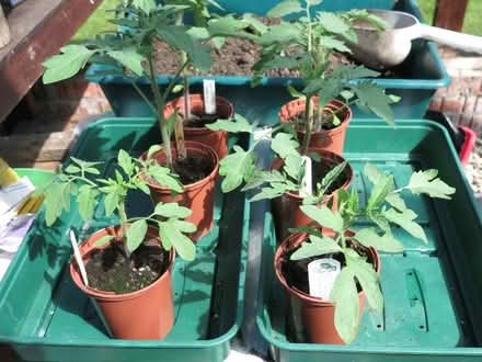 Photo of free 6 Greenhouse Tomato plants (Llandrindod LD1) #1