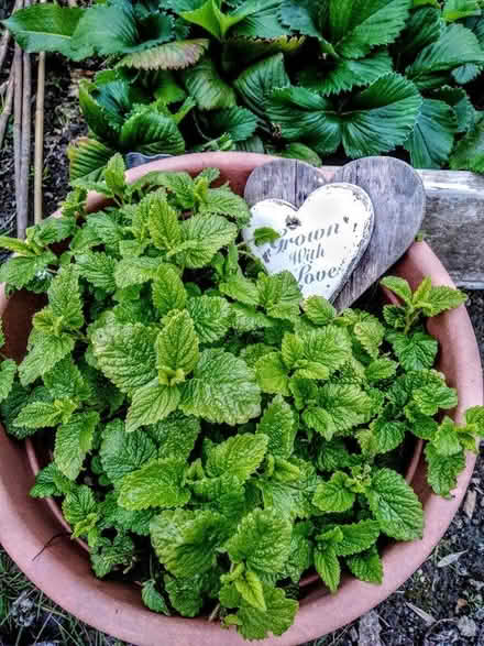 Photo of free Lemon Balm (Alfreton DE55) #3