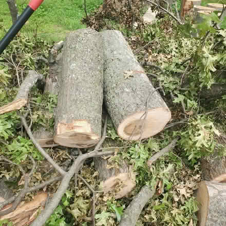 Photo of free Oak Firewood, ready to split (Spanish Lake 63138) #2