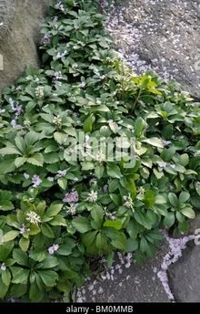 Photo of free Pachysandra (Japanese spurge) (Fisher and Meadowlands) #1