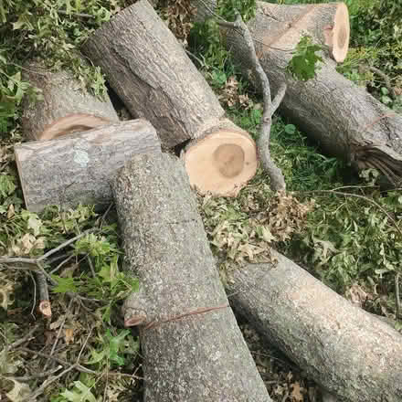 Photo of free Oak Firewood, ready to split (Spanish Lake 63138) #4