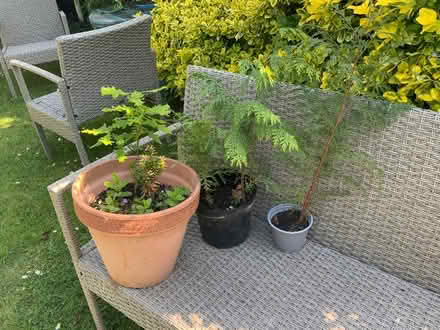 Photo of free Self seeded trees (Great Notley CM77) #2