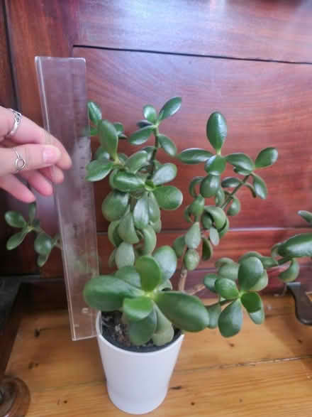 Photo of free Money plant (PR25 Leyland) #1