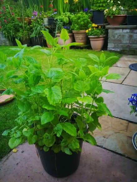 Photo of free Large Lemon Balm plant (Kirby Cane NR35) #1