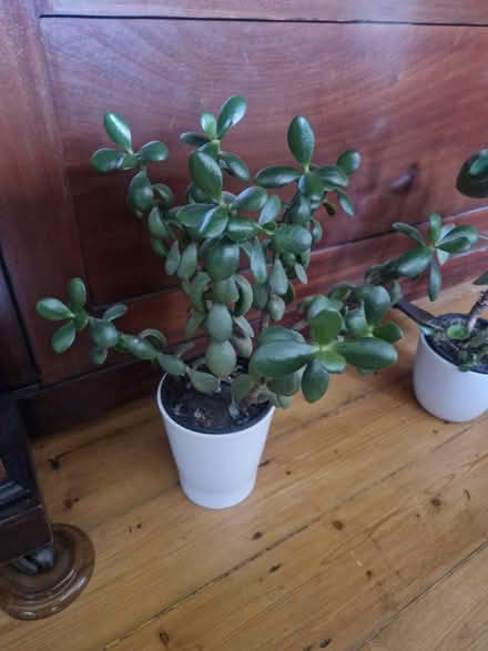 Photo of free Money plant (PR25 Leyland) #2