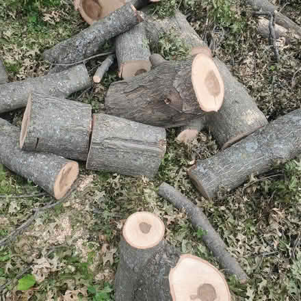 Photo of free Oak Firewood, ready to split (Spanish Lake 63138) #1